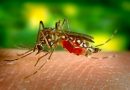 Mosquito-borne diseases has threaten World